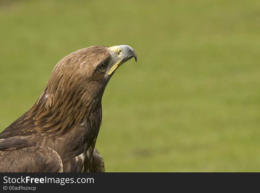 Aquila chrysaetos