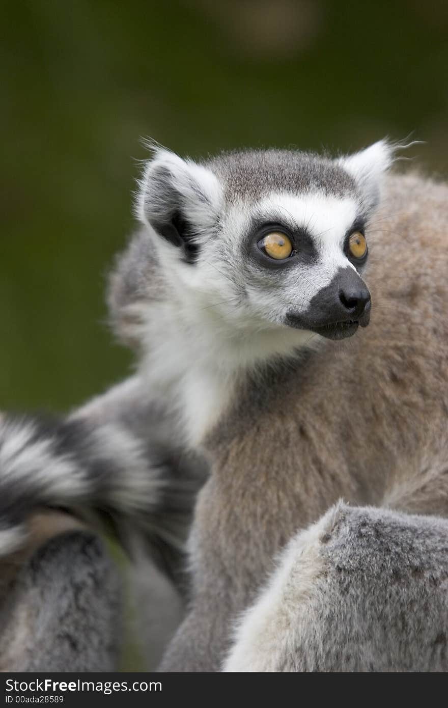 Close up of a Ring-tailed Lemur