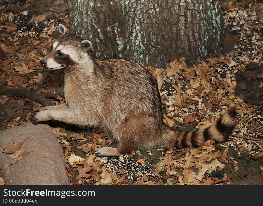 Racoon in setting with tree trunk and dried leaves