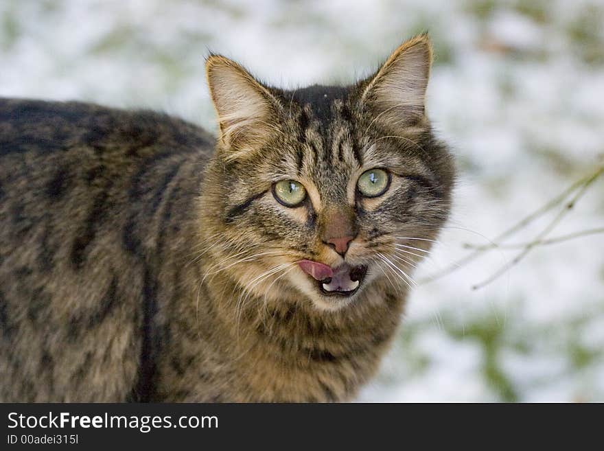 A cat in the snow