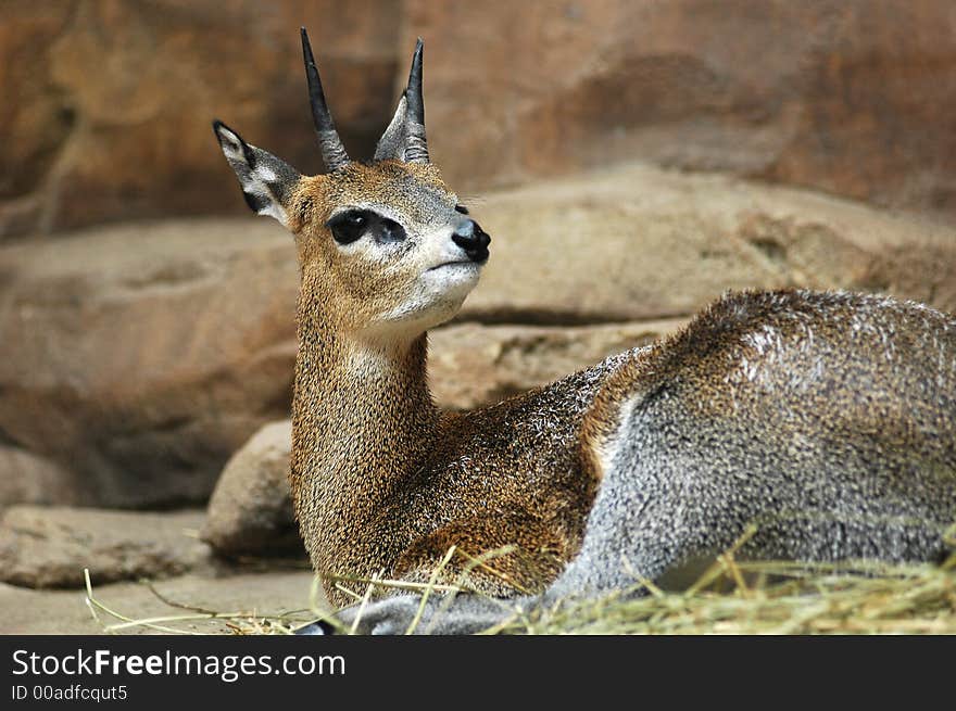 Klipspringer antelope