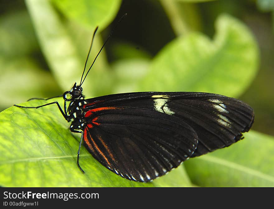 Black and red butterfly on the green leaf