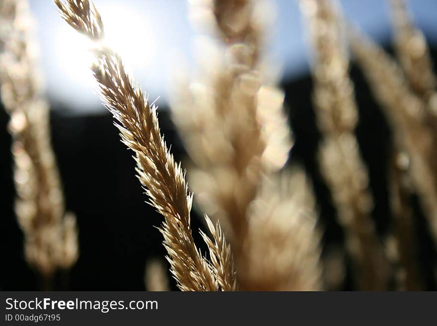 Stalks of Grass