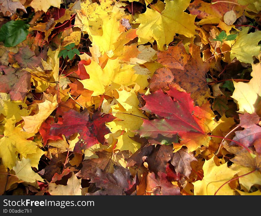 The autumn leaves of different colors