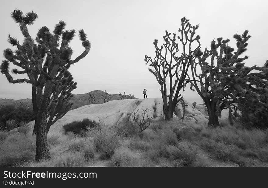 Hiking through a Joshua Tree Forest