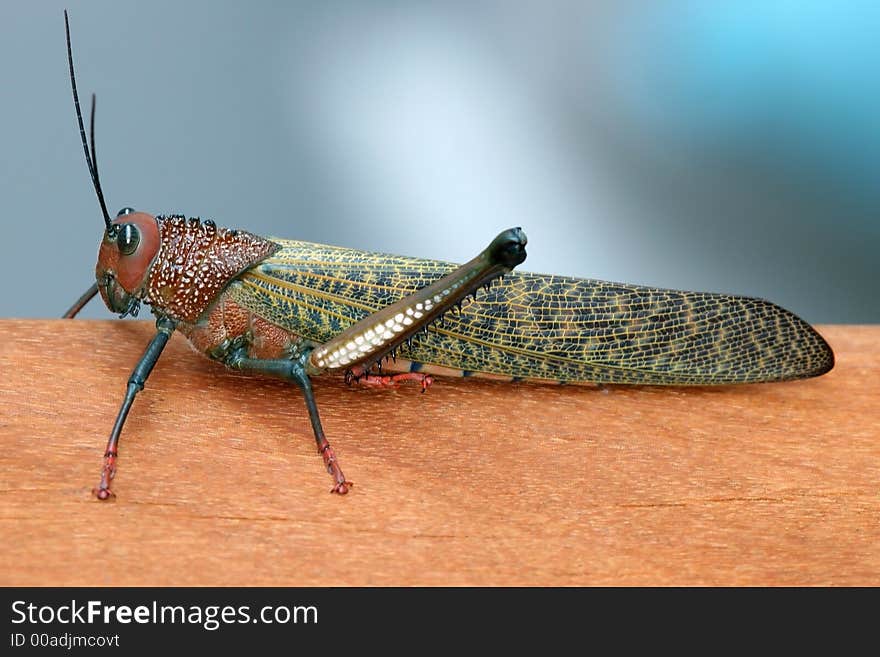 Grasshopper or locust is beautiful insect with nice patterns and colors