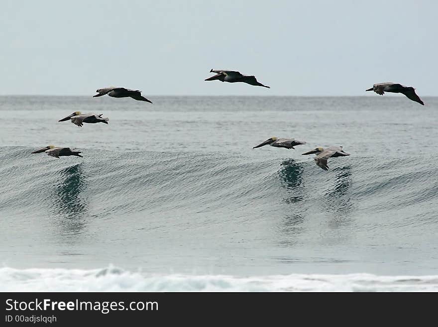 Pelicans soaring over quiet ocean. Pelicans soaring over quiet ocean