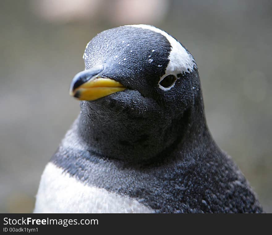 Portrait of a Nice Penguin. Portrait of a Nice Penguin