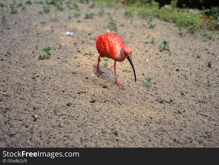 Scarlet ibis walking, searching some food.