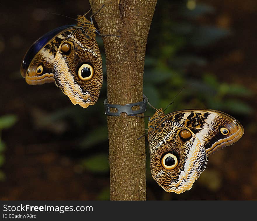 Two big butterflies on the tree. Two big butterflies on the tree