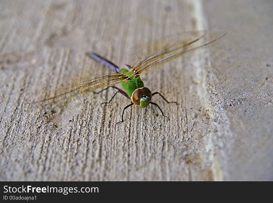 Colorful Dragonfly