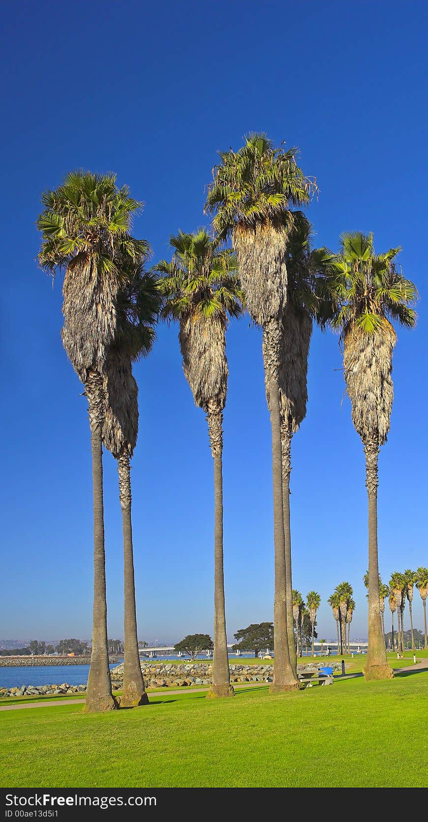 A photo of tall palms at Mission Bay, San Diego