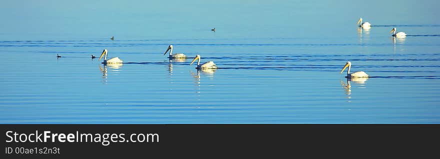 A photo of pelicans on Salten Sea (California)