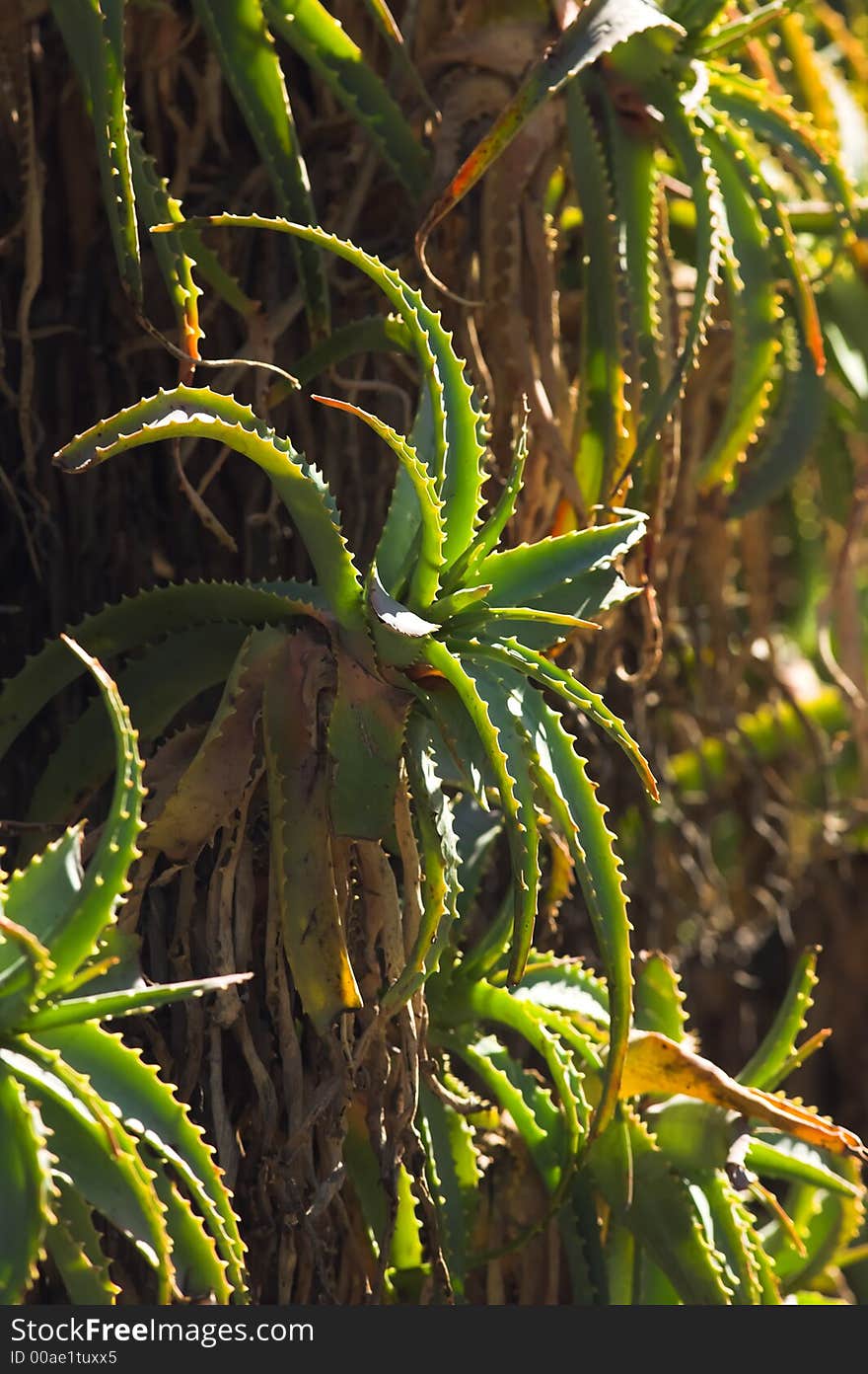 Cactus plant on a sunny day