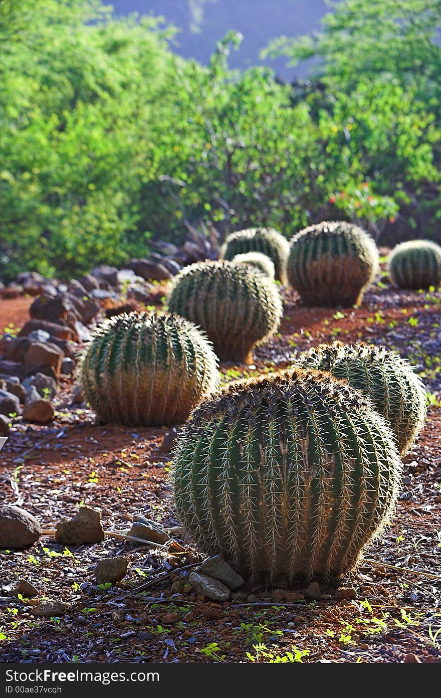 Cactus