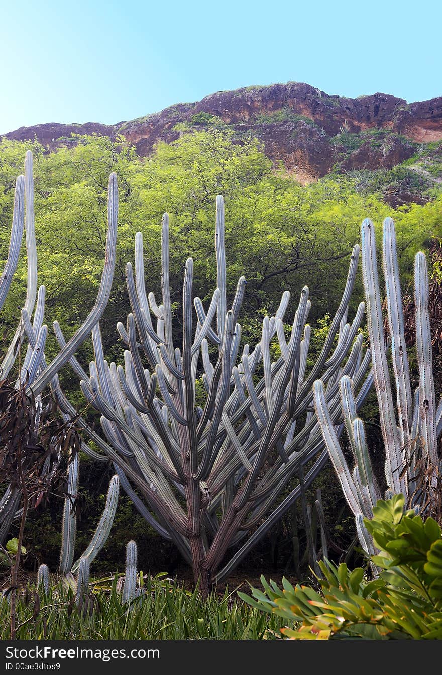 Cactus - Inside A Volcano