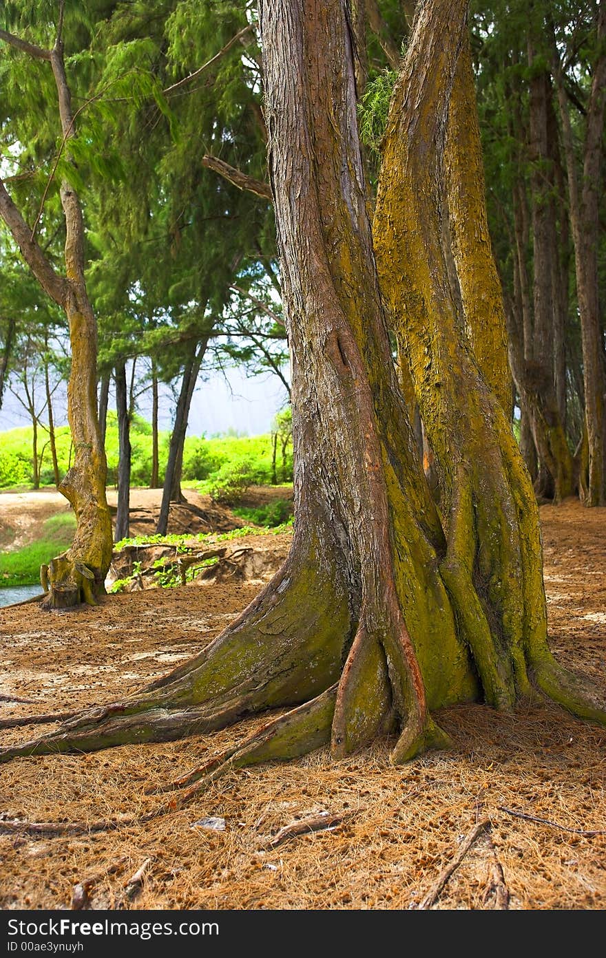 Old tree at Bellows Beach, Hawaii