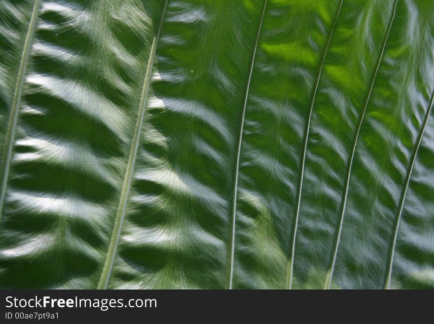 Close-up of a large green leaf showing detail Can be used as background. Close-up of a large green leaf showing detail Can be used as background