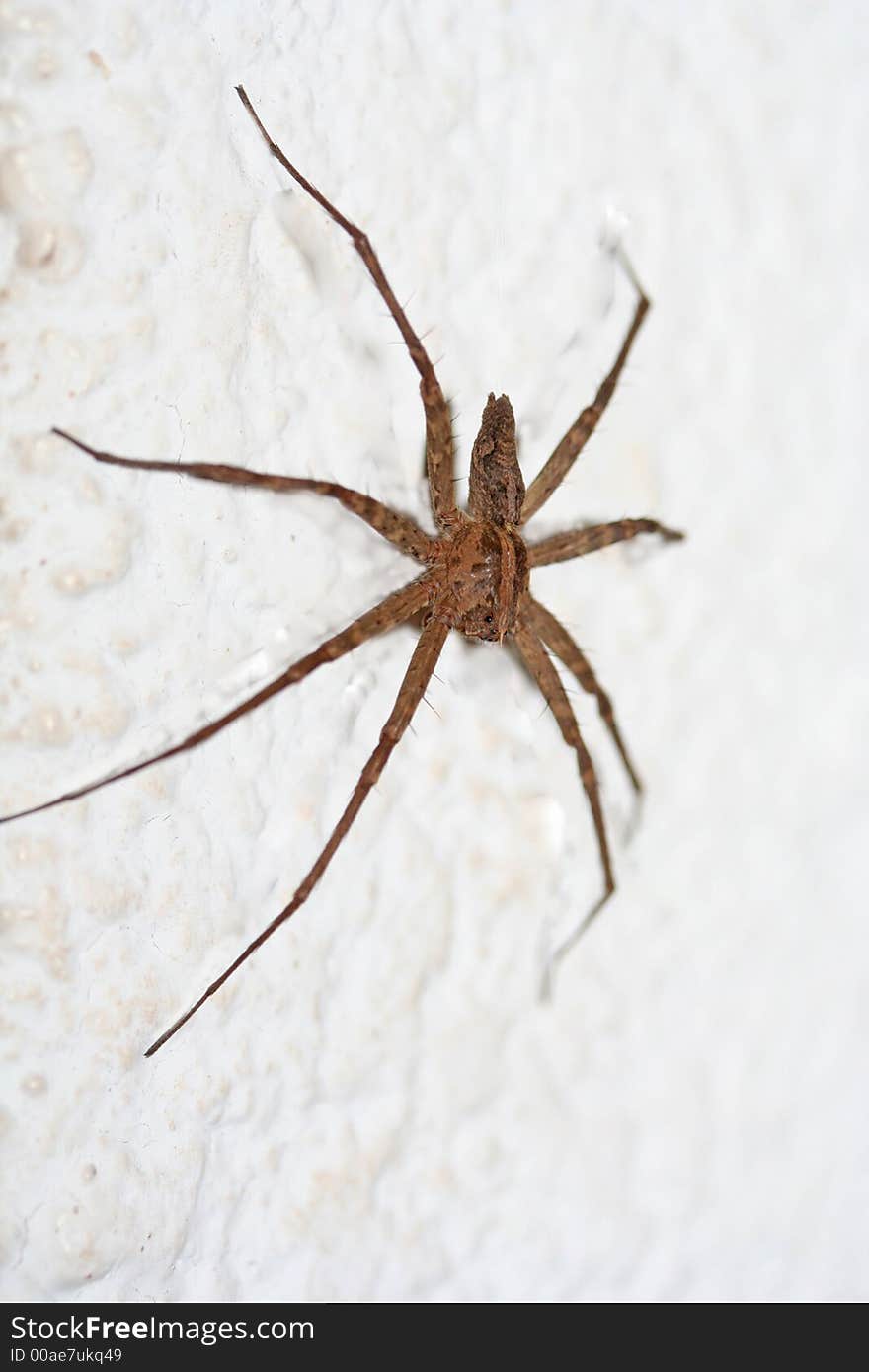 The huge brown spider sits quietly on the wall, waiting for an unsuspecting victim to pass by before it pounces. Look closely at the head and you'll see three gelaming black eyes peeking out. The huge brown spider sits quietly on the wall, waiting for an unsuspecting victim to pass by before it pounces. Look closely at the head and you'll see three gelaming black eyes peeking out.