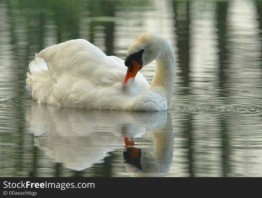 Mute Swan(Cygnus olor)