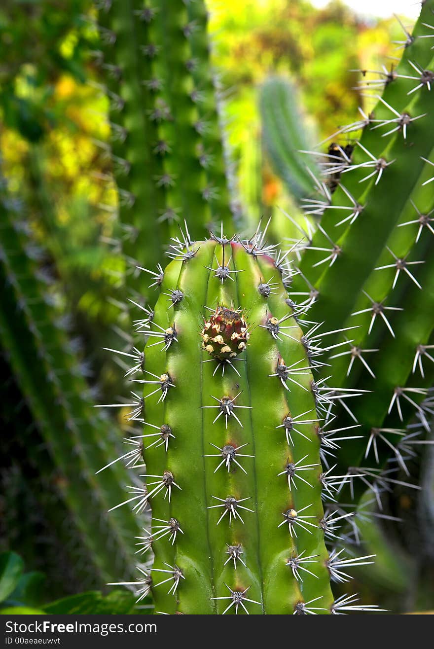 Cactus