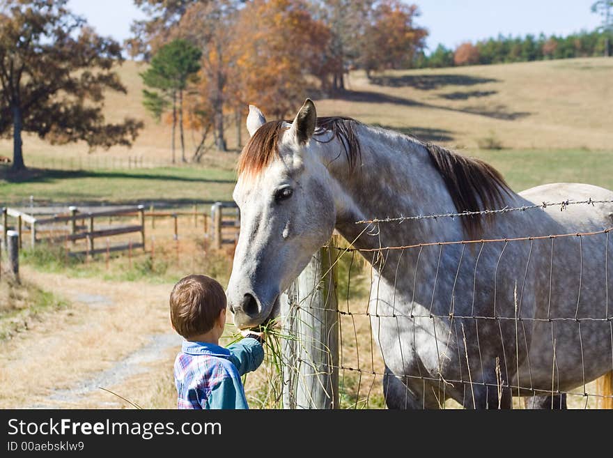 Little boy feeding horse at farm