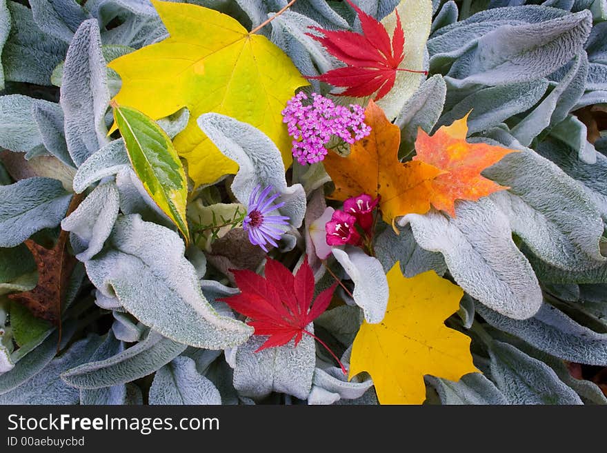 Fall leaves and plant texture and color. Fall leaves and plant texture and color