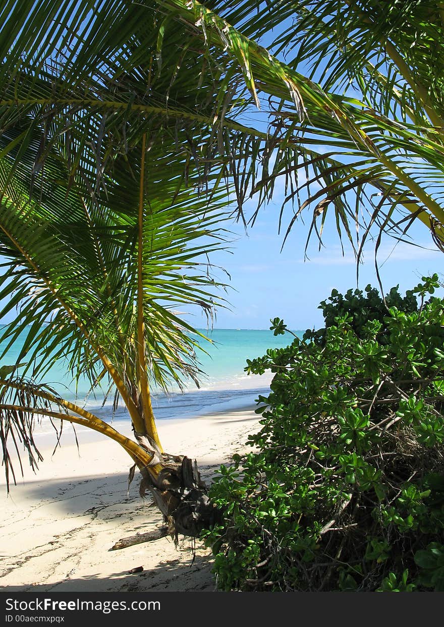 Palms on a tropical beach. Palms on a tropical beach