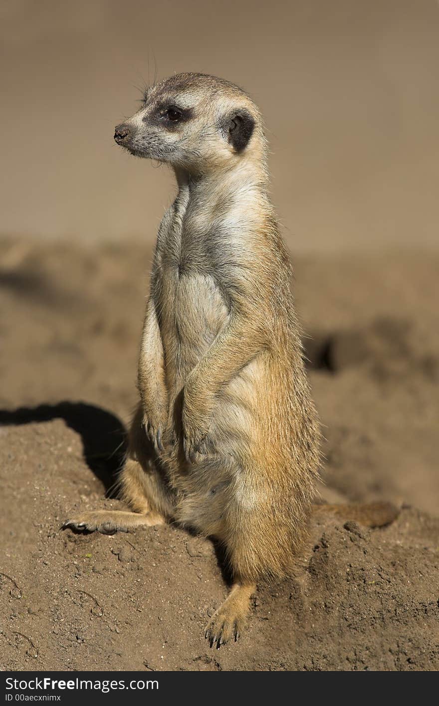 Attentive ground squirrel, South Africa