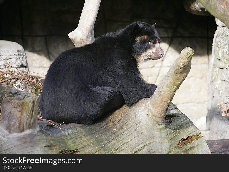 Portrait of Nice Spectacled Bear. Portrait of Nice Spectacled Bear