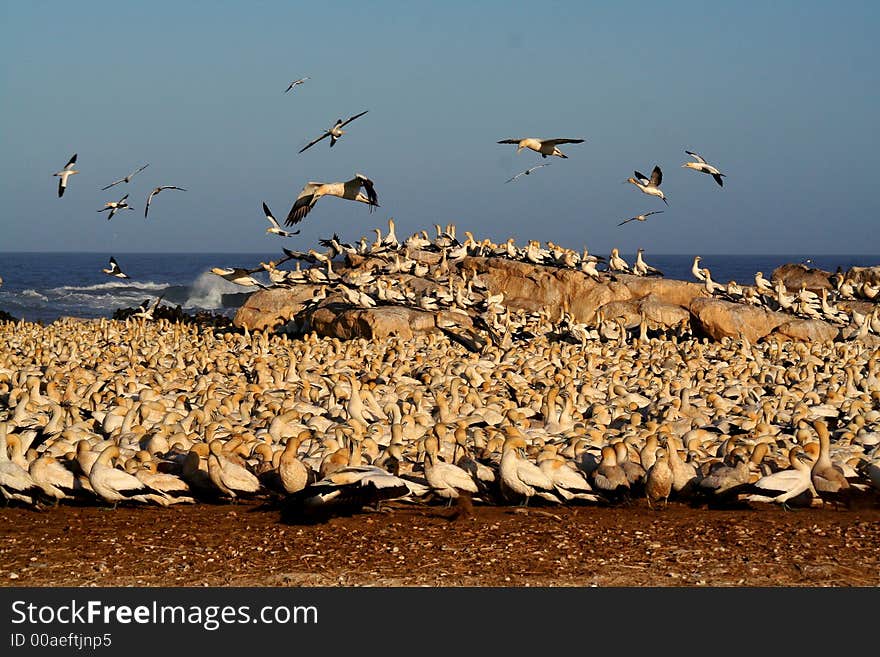 A flock of gannets at Bird Island , lamberts Bay, South Africa. A flock of gannets at Bird Island , lamberts Bay, South Africa.