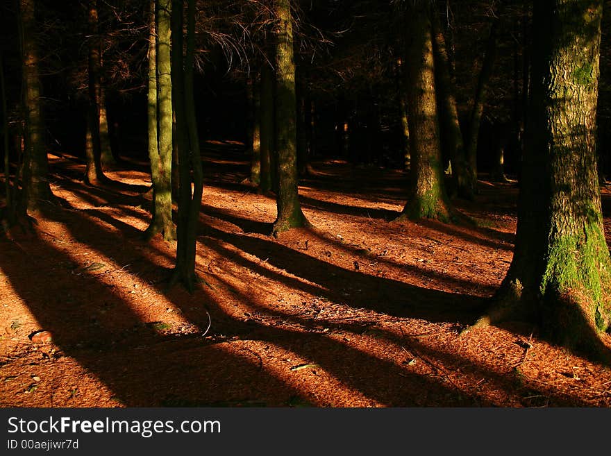 Pine forest edge at sunset. Pine forest edge at sunset