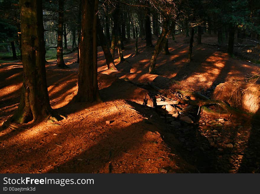 Pine forest edge at sunset. Pine forest edge at sunset