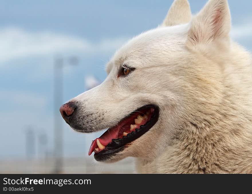 White -haired husky smiling. Picture taken in Lisbon / Portugal.