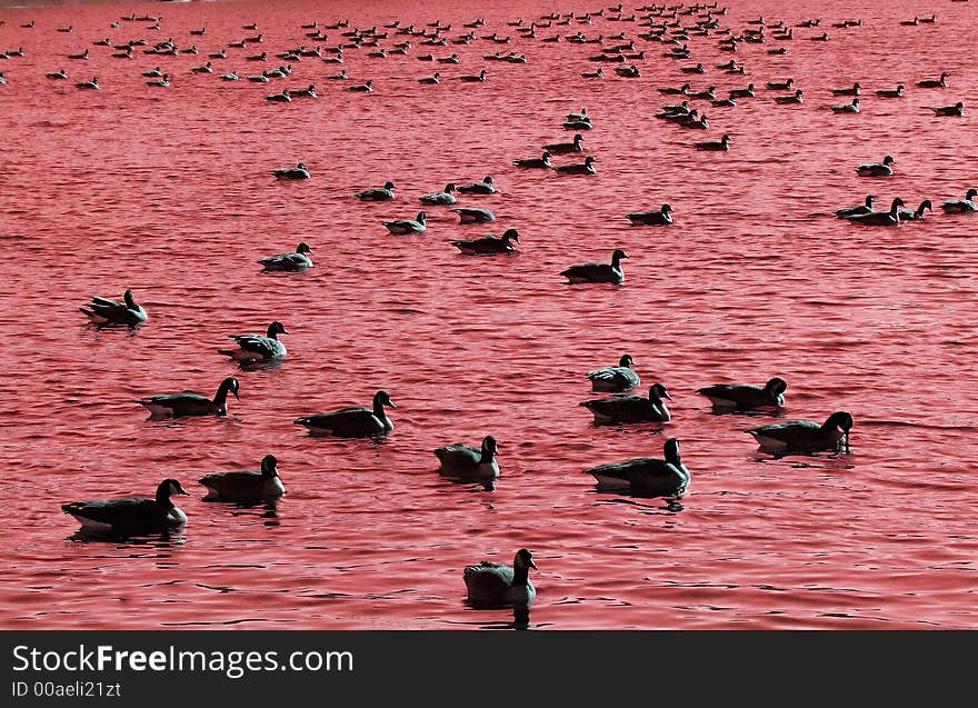 Winter time lake just only place where ducks warm up. Winter time lake just only place where ducks warm up.