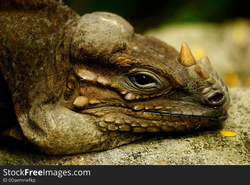 Closeup of a colorful iguana lizard .