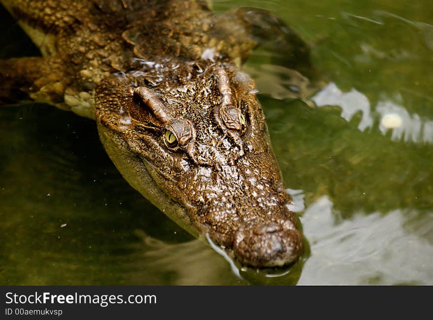 Close up of Crocodile in Thailand .