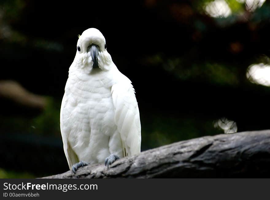 Close up of a bird in  Thailand .