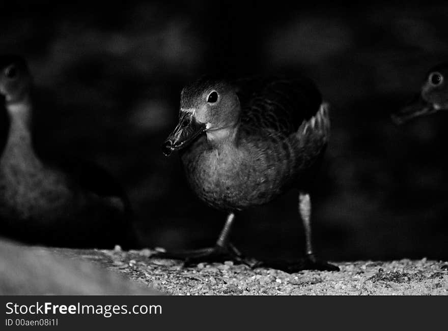 A duck in black and white . Lots of grain.