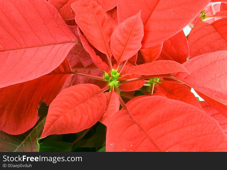 Red poinsettia bloom as a background