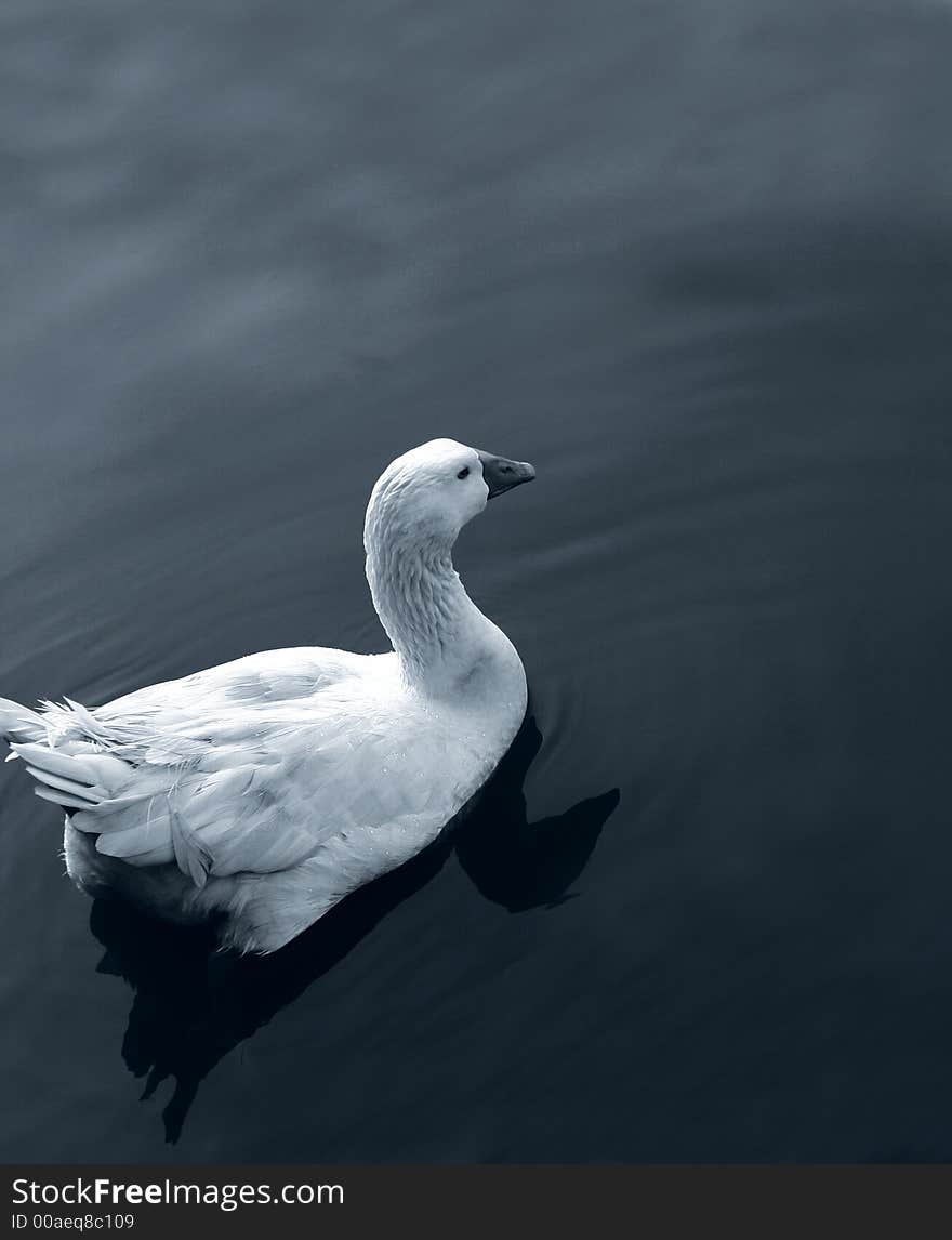 A white duck swimming in a lake.