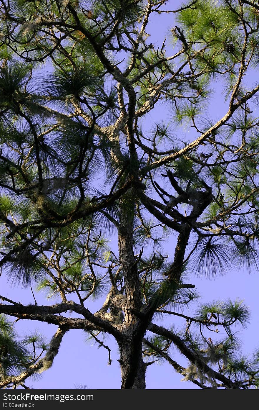 Tree branches against a bright blue background