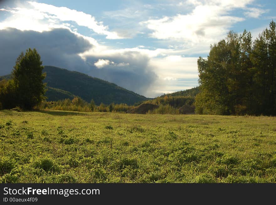 Picture trees a wood Siberia a sight greens rest beauty the sun is bright