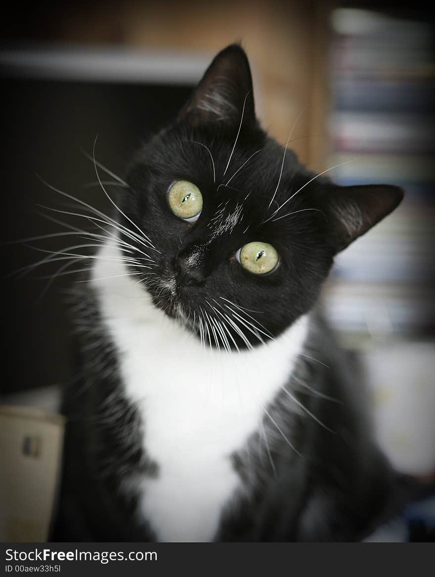 Black and white cat, natural window lighting. Black and white cat, natural window lighting