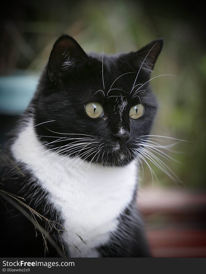 Black and white cat, natural window  lighting. Black and white cat, natural window  lighting