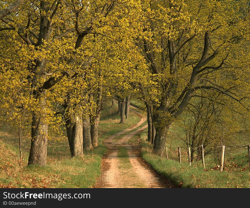 Sunny spring road to farm