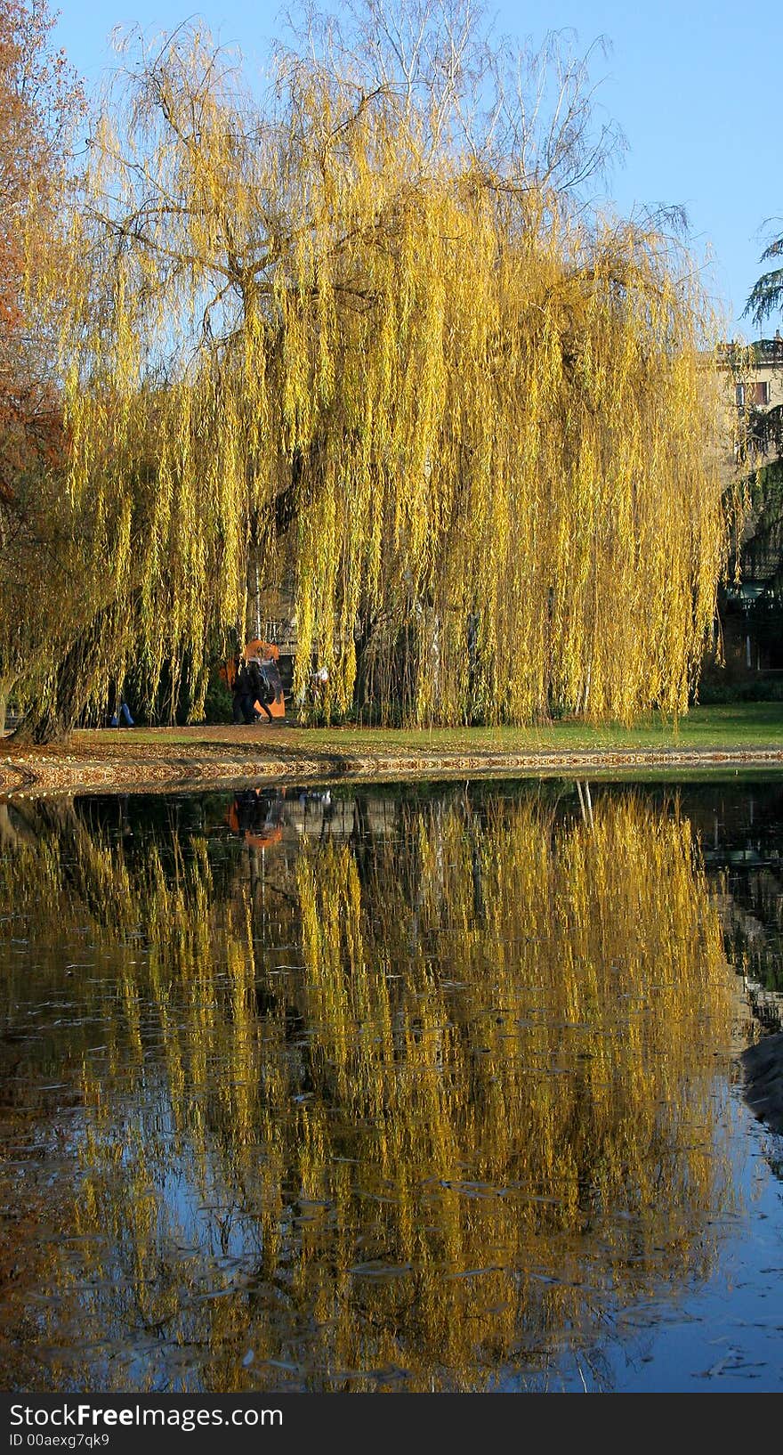 Tree and pond