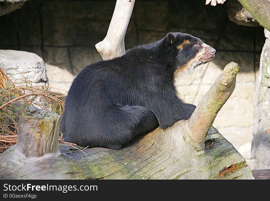 Portrait of Nice Spectacled Bear. Portrait of Nice Spectacled Bear