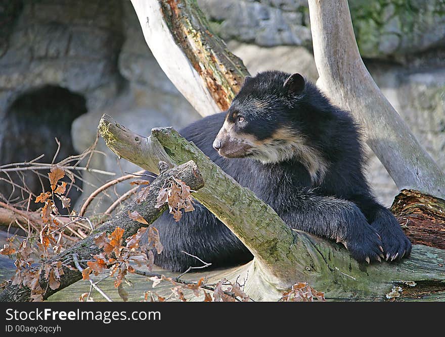 Portrait of Nice Spectacled Bear. Portrait of Nice Spectacled Bear