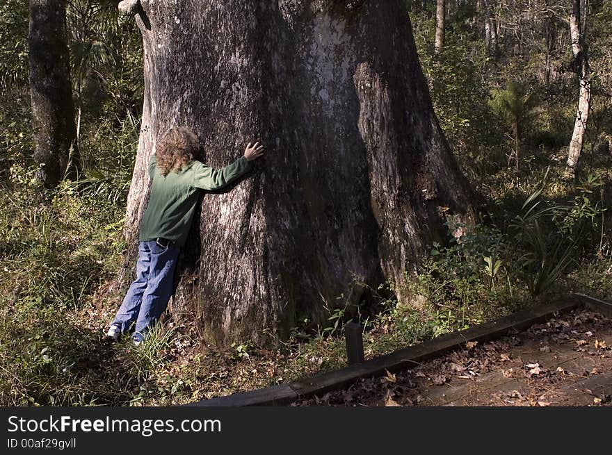 A woman hugs an old cypress tree. A woman hugs an old cypress tree.